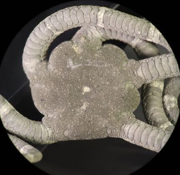 Media type: image; Invertebrate Zoology OPH-6154
